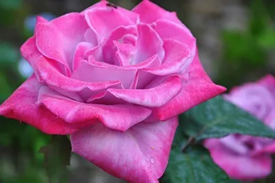 Paradise Rose | Star Nursery Garden and Rock Centers