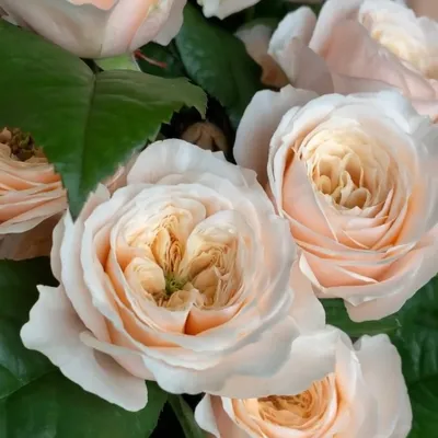 Edelrose 'Pink Paradise' - Finde Deine neue Rose + Online Ratgeber