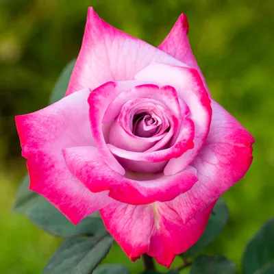 Роза Парадайз | саженцы розово-сиреневой розы