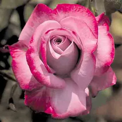 Rose (Rosa 'Paradise') in the Roses Database - Garden.org