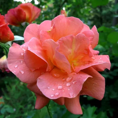https://xn--80aefbvrodbz.xn--p1ai/product/roza-parkovaya-chajnataun