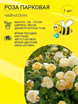 Купить роза декоплант chinatown (чайнатаун) 150-180 см Цена, фото,  описание, отзывы. Курьерская доставка в Киеве, по Украине. роза декоплант  chinatown (чайнатаун) 150-180 см