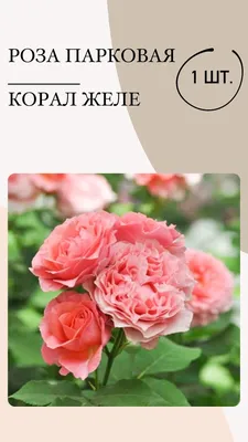 Купить Роза парковая Вестерленд с доставкой | Мечта Садовода