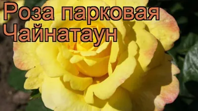 Роза Чайнатаун. Советы начинающим розоводам. - YouTube