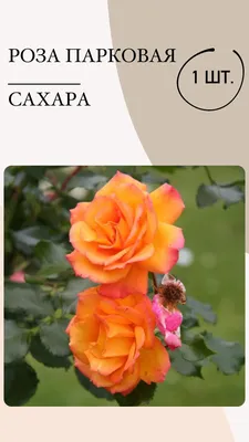 Роза парковая Роуз де Решт из каталога Саженцы роз (ВЕСНА) – купить с  доставкой по Москве и России в Onlinesemena