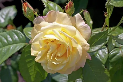 Роза парковая Чайнатаун (rose chinatown) 🌿 роза Чайнатаун обзор: как  сажать саженцы розы Чайнатаун - YouTube