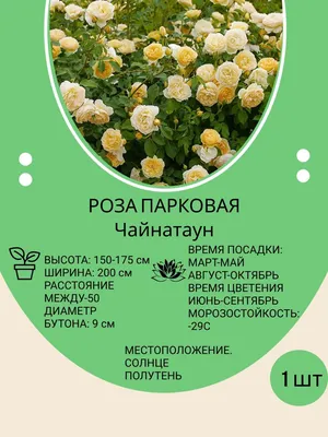 Роза парковая Чайнатаун саженцы купить в Москве и Подмосковье в питомнике