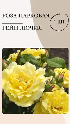 Роза желтая, парковая, Чайнатаун, саженец | AliExpress