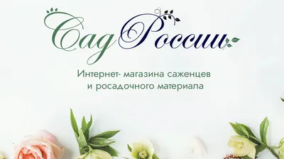 Роза парковая Чайнатаун саженцы купить в Москве и Подмосковье в питомнике