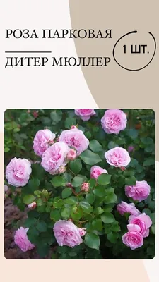 Поиск сибирские розы - 19ОК. Совместные покупки