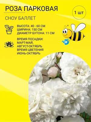 Роза Лихткениген Лючия. Веселая Канарейка моего сада. | Цветочная Рапсодия  | Дзен