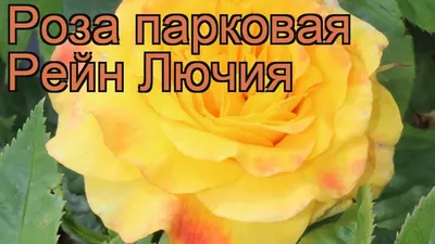 Парковые розы - купить саженцы парковых роз в Киеве: цена, отзывы, продажа  | ROZETKA
