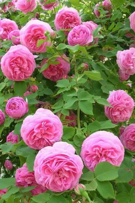 Саженцы розы Луис Одьер купить в Москве в питомнике, растения по цене от  500 руб.