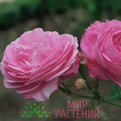 Роза парковая Луис Одьер - купить саженцы с доставкой по Москве и области,  цена от 606 руб. в интернет-магазине \"Агрономов.РУ\"