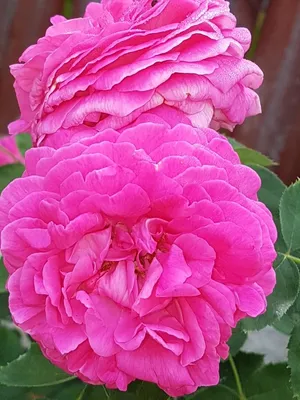 Экзотические Растения Саженцы on Instagram: \"Луис Одьер (Park rose Louise  Odier)парковая. Пионовидные цветки розово- фиолетовые, с очень сильным  ароматом, среднего размера (7-9см в диаметре),собраны в кисти по 3 шт,  густомахровые. Вначале пахнут