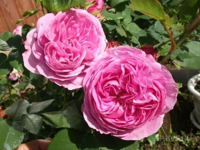 Розы парковые «Луис Одьер» по цене 245 ₽/шт. купить в Уфе в  интернет-магазине Леруа Мерлен