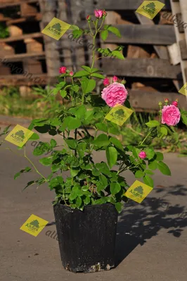 Экзотические Растения Саженцы on Instagram: \"Луис Одьер (Park rose Louise  Odier)парковая. Пионовидные цветки розово- фиолетовые, с очень сильным  ароматом, среднего размера (7-9см в диаметре),собраны в кисти по 3 шт,  густомахровые. Вначале пахнут