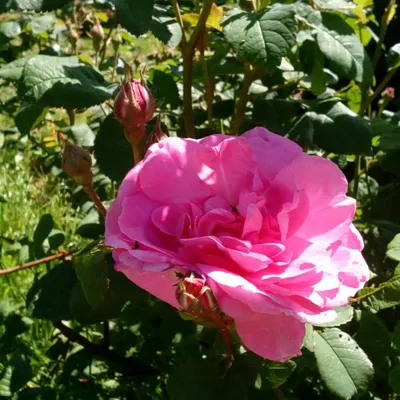 О розе Луис Одьер (Louise Odier): описание и характеристики сорта парковой  розы