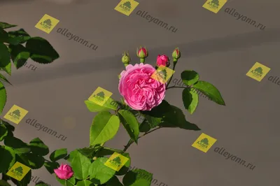 Роза парковая и Альпийская Луис Одиер - купить саженцы из питомника, цена в  Уфе