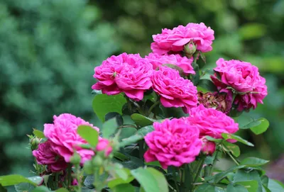 Роза парковая Луис Одьер С2 купить недорого в интернет-магазине товаров для  сада Бауцентр