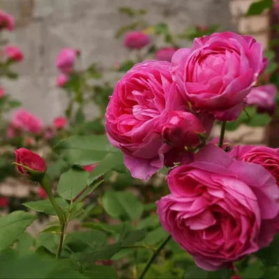 Луис Одьер (Park rose Louise Odier)парковая. Пионовидные цветки  розовофиолетовые, с очень сильным ароматом, среднего размера (7-9см в  диаметре),собраны в кисти по 3 шт, густомахровые. - Экзотик Флора
