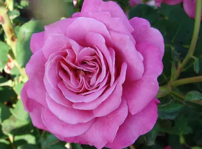 Как вырастить розу Луиза Одье | VseOlady.ru | Дзен