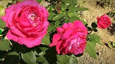 Роза парковая Луис Одьер – купить, цена 250 руб., продано 8 августа 2018 –  Растения и семена