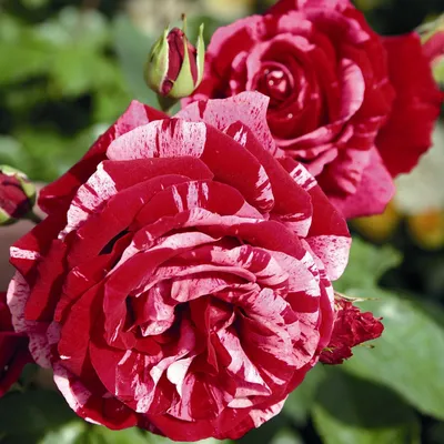 Роза парковая и Альпийская Луис Одиер - купить саженцы из питомника, цена в  Уфе