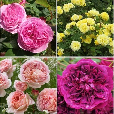 Роза парковая «Роз де Решт» | Семицветье