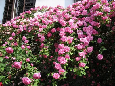 Роза парковая Сант Свизан (Rosa park St Swithun), английские розы купить в  спб лисий нос Беговая Приморский район Черная речка