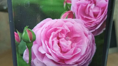 Саженцы красных парковых роз. Малиновые сорта роз