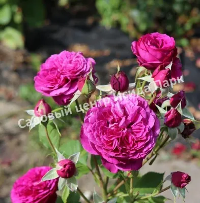 Роза парковая Луис Одьер 1851 (Louise Odier 1851) - «Эта розочка попала к  нам случайно ) Но из-за своей красоты понравилась всем !» | отзывы