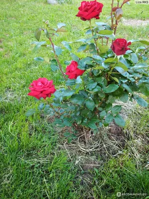 Парковые розы (Большая коллекция фотографий) - treepics.ru