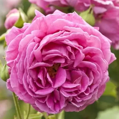 Роза парковая \"Пегасус\" — купить по цене в интернет-магазине \"Заокские  питомники растений\"
