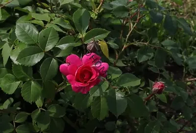 Саженцы роз - купить розы во Владимире в питомнике Мосино с доставкой