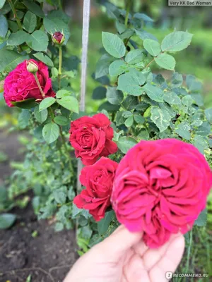 Бурбонская роза - 73 фото