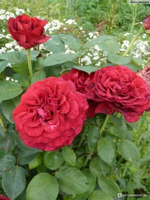 Роза парковая \"Антика\" — купить по цене 750 руб. в интернет-магазине  \"Заокские питомники растений\"
