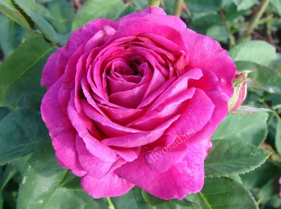 Роза синдерелла - 64 фото