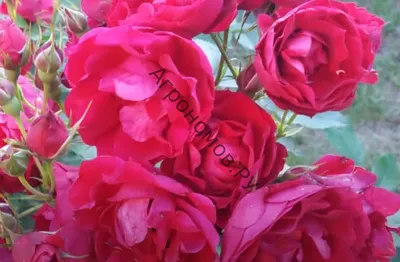 Роза парковая Кримсон Винтер Джевел - купить саженцы с доставкой по Москве  и области, цена от 1 106 руб. в интернет-магазине \"Агрономов.РУ\"