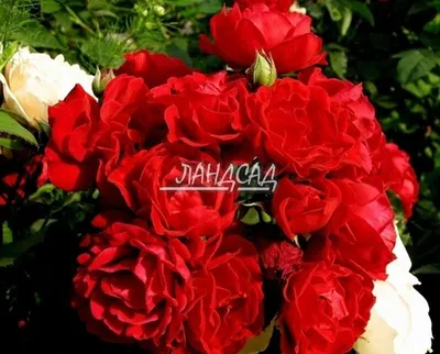 Роза парковая \"Пегасус\" — купить по цене в интернет-магазине \"Заокские  питомники растений\"