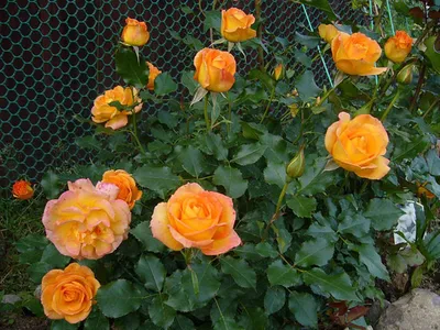 Роза парковая сахара фото фотографии