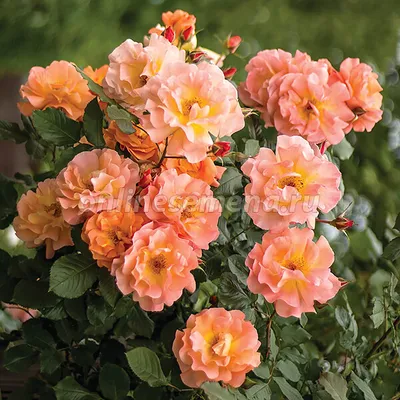 Купить Роза кустовая Вестерленд / Rosa Westerland Роза кустовая Вестерленд  / Rosa Westerland