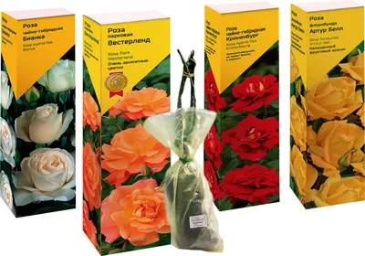 Проблемы розария, с которыми я столкнулась в этом году и розы, которые не  подвели: вот уж не ожидала | GardenLife | Дзен