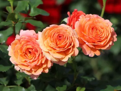 Купить саженцы Плетистые из питомника | Florali-Flor
