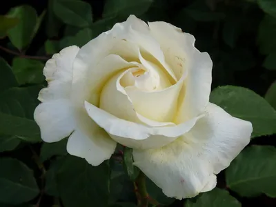 Pascali - Ludwig's Roses