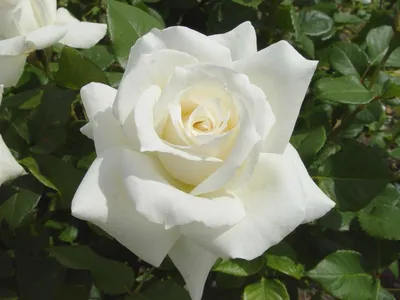 Роза Паскаль – Ваш сад