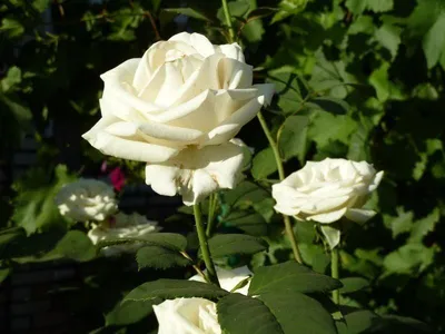 Роза сорта Паскаль (Pascal) | Из деревни с любовью | Дзен