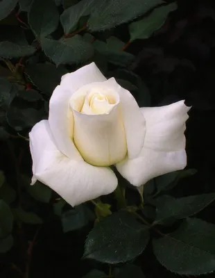 Rosa 'Pascal Sevran' (France,, 2002) BELLISIMA ROSE EN SOUVENIR DE PASCAL  SEVRAN ARTISTE … | Hybrid tea roses, Beautiful rose flowers, Rose flower