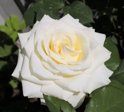 Роза паскаль (38 фото) - 38 фото