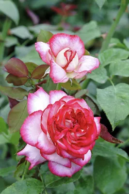 Julia ' Rose Photo | Rose photos, Flower garden, Rose